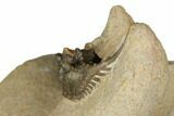 Spiny Leonaspis Trilobite - Foum Zguid, Morocco #186713-4